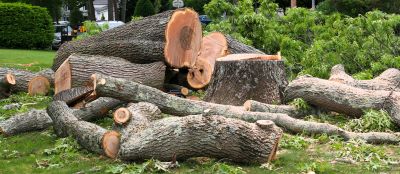 Residential Tree Service detail