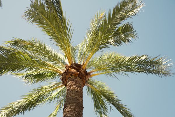 Cost of Palm Tree Pruning in Denver