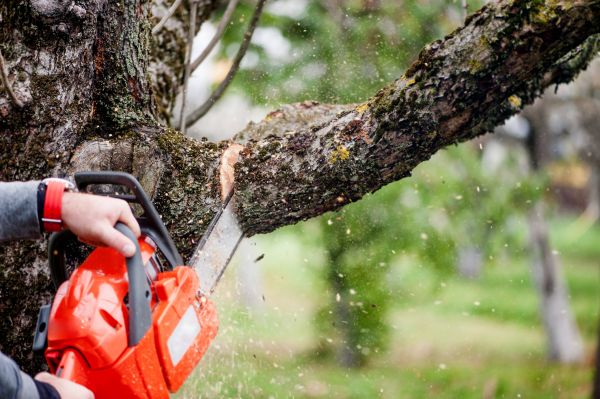 Cost of Tree Limbs Removal in Denver