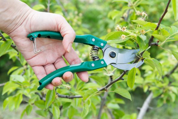 Cost of Pear Tree Pruning in Denver