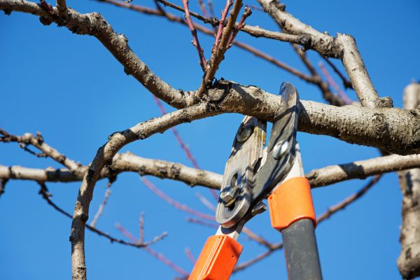 Cost of Peach Tree Trimming in Denver