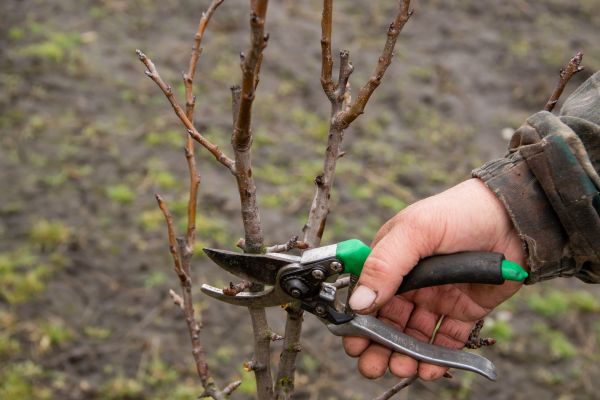 Cost of Pear Trees Pruning in Denver