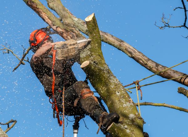 Cost of Tree Trimming Service in Denver