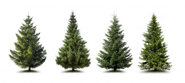 Cost of Pine Tree Trimming in Denver