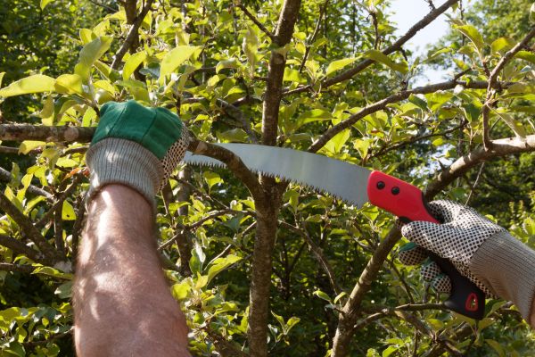 Cost of Apple Tree Trimming in Denver